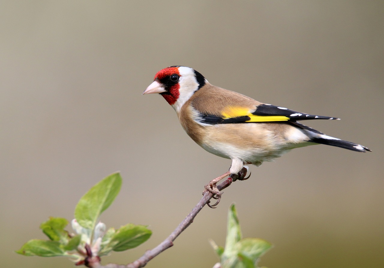 The Best Bird Watching Spots in Acadia National Park